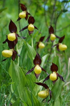 Die Orchidee Frauenschuh gedeiht in abgelegener Natur prächtig. (Bild: Franz Imholz, Biel (Kinzig), 25. Juni 2019)