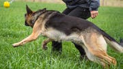 Die Haltung von Hunden verlangt viel Wissen, Zeit und Zuneigung.(Symbolbild: Andrea Stalder)