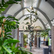 Blick in die Ausstellung über Kletterpflanzen in der Orangerie des Botanischen Gartens St.Gallen. (Bild: Urs Bucher - 28. Mai 2019)