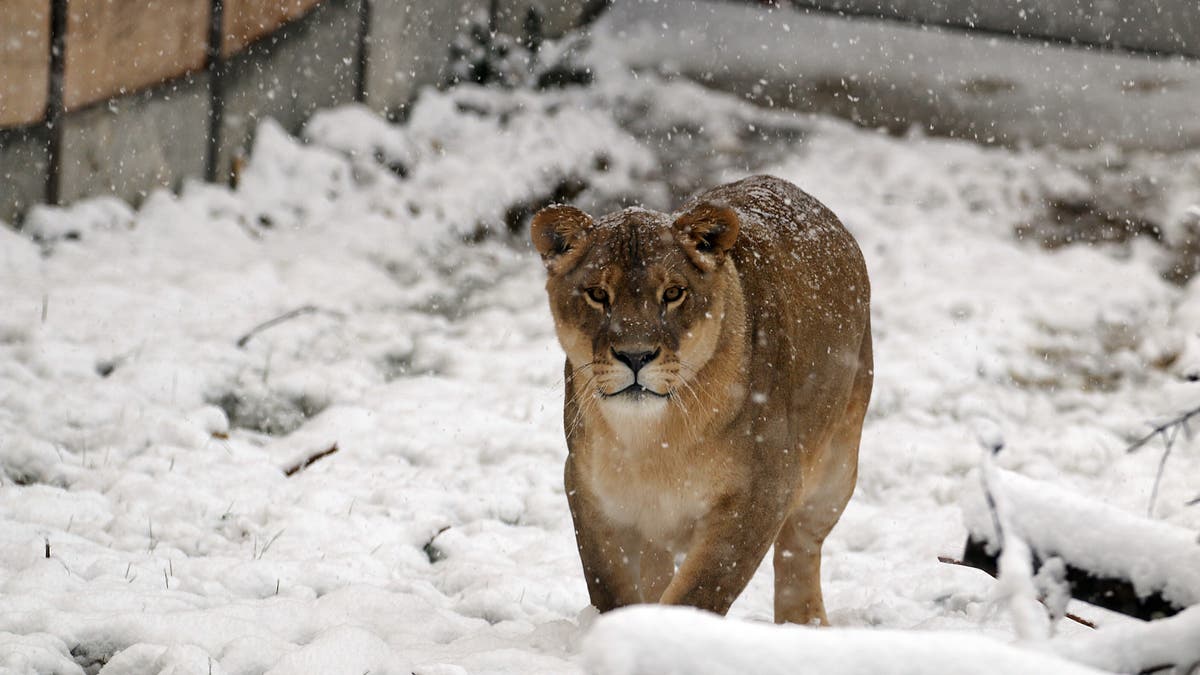 Tiere Des Sikyparks Im Winter 18 19 St Galler blatt