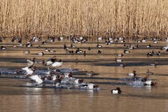 Anflug der Reiherenten. (Bild: Claudia Scheuber (Alpnach am See, 17. Februar 2019))
