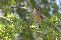 Ein neugieriger Zilpzalp im Gründenwald. (Bild: Franz Blöchlinger)