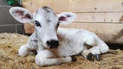 Dank Polizeieskorte schaffte es der Tierarzt rechtzeitig zur kalbenden Kuh. Kalb Anja kam gesund zur Welt. (Bild: PD)