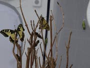 Im Raupenkasten haben sich 23 Schwalbenschwänze verpuppt. Mehr als die Hälfte ist bereits geschlüpft. (Bild: Jolanda Riedener)