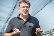 Beat Lehner mit einer Apfelneuzüchtung mit rotem Fruchtfleisch. (Bild: Andrea Stalder)