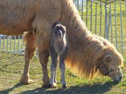 Kamel-Mama Aishada mit ihrem fünf Tage alten Jungen. Das Kleine Trampeltier mit dem Jö-Faktor hat noch keinen Namen. (Bild: Mario Testa)