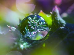 Dieser Regenropfen ist noch leicht gefroren, dadurch wird die eisige Struktur sichtbar. (Bild: Petra Jung (Hämikon, 16. Dezember 2018))
