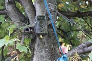 Die Kamera am Baum sollte die Täter entlarven. (Bild: Susi Miara)