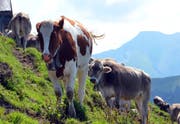 Kühe auf einer Alp. (Bild Markus von Rotz)