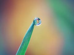 Ein herbstlich verfärbtes Laubblatt spiegelt sich im Tropfen. (Bild: Petra Jung, Hämikon, 16. Oktober 2019)