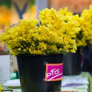 Traditionellerweise gibt's für Frauen am Frauentag auf dem Bärenplatz Mimosen. In diesem Jahr durften Frauen auch noch gratis ins Kunstmuseum, in die Kunstzone der Lokremise und ins Museum im Lagerhaus. (Bild: Michaela Rohrer - 8.3.2016)