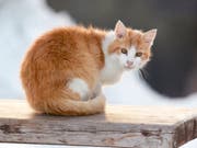 Gegen das FIV-Virus, umgangssprachlich als «Katzen-Aids» bezeichnet, gibt es keine Impfung. (Bild: Getty)