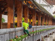 Ein Mitarbeiter der Stadtgärtnerei kümmert sich um den Blumenschmuck auf der Kapellbrücke. (Bild: LTAG / Laila Bosco)