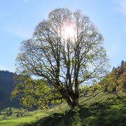 Ein Bergahorn in Beckenried. (Bild: PD/Urs Gander)