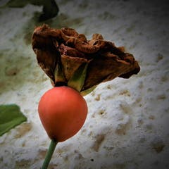 Ein herrliches «Überbleibsel» einer wunderschönen verblühten Rose. (Bild: Margrith Imhof-Röthlin, Naturschutzgebiet Wagenmoos, 18. Oktober 2019)