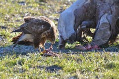 Der Bussard füllt sich seinen Kropf an den Fleischabfällen.