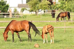 Auf der Pferdekoppel. (Bild: Irene Wanner, Schötz, 3. Juli 2019)