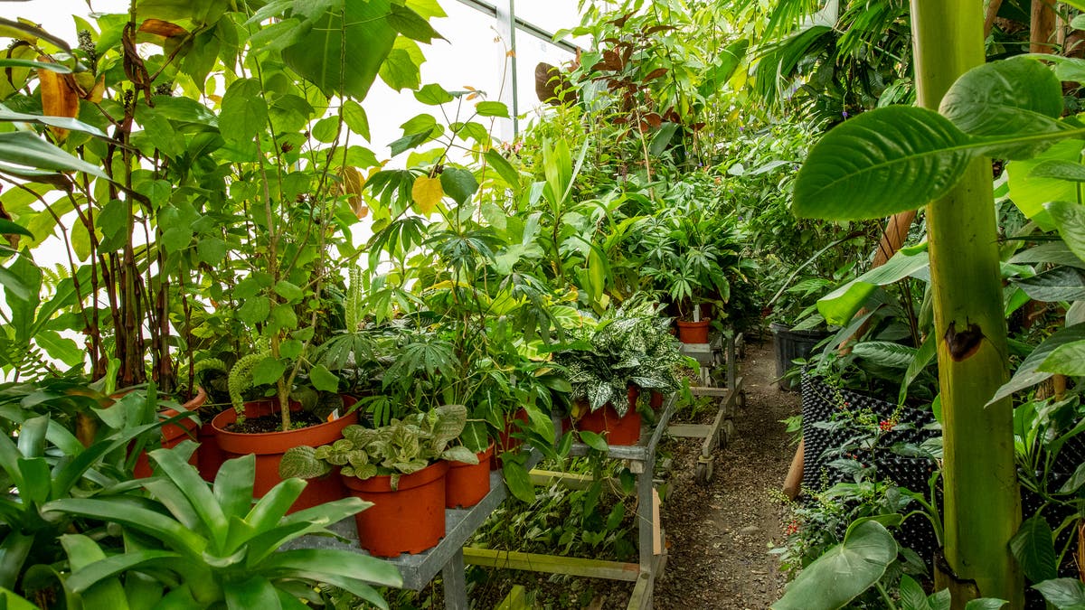 Basel - Botanischer Garten: Pflanzen wuchern in ...