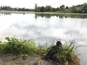 Im Hintergrund ist bereits der wachsende Seerosen-Teppich erkennbar. Der Bettenauer Weiher verfügt über die schweizweit grösste zusammenhängende Seerosenfläche. (Bild: Andrea Häusler)