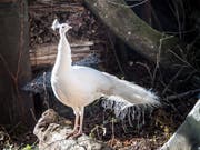 Pfau Bianco hält Ausschau. Er wohnt seit einer Woche bei der Familie Preiss auf dem Hof oberhalb Weinfeldens. (Bild: Andrea Stalder)