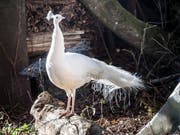 Bianco hat sich auf dem Hof der Familie Preiss gut eingelebt. (Bild: Andrea Stalder)