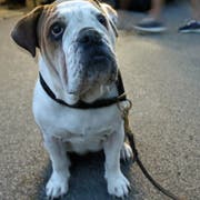 Künftig möchte die Stadt Hundehaltern ihre Tiere wegnehmen, wenn diese ihre Hundesteuer nicht bezahlen. (Bild: Hildegard Bickel)