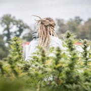 Schönenberg TG - Medropharm erntet ihr CBD Hanf.