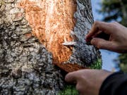 Ein vom Borkenkäfer befallener Baum. (Bild: Nadia Schärli, Rain, 22. März 2019)