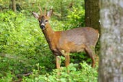 Bewegungslos schaut der von der Fotografin überraschte junge Rehbock in die Kamera. Gleich wird er sich davon machen und innert Sekunden im Gehölz untertauchen. Der Schnappschuss entstand im Wald bei Abtwil. (Leserbild: Ingrid Zürcher - 24. Mai 2019)
