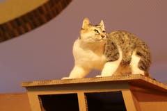 Speziell für ihren St.Galler Auftritt wurde die Ausstellung «Grimms Tierleben» mit einem Hexenhaus ergänzt. Auf dessen Dach thront eine speziell gefärbte Katze. Im Innern gibt es eine Lese-, eine Verkleidungs- und eine Kuschelecke.