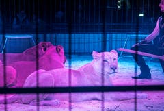 Die weisse Löwin schaut ins Publikum. (Bild: Andrea Stalder)