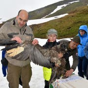 Geschäftsführer Daniel Hegglin (links ) von der Stiftung Pro Bartgeier präsentierte im Mai 2016 die gewaltige Flügelspannweite, die das junge Männchen Alois damals hatte. (Bild: Romano Cuonz, Melchsee-Frutt, 29. Mai 2016)