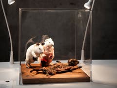 Meerschweinchen auf peruanische Art.