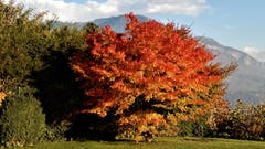 Der Herbst in voller Pracht, so wie es die Natur immer wieder schafft. (Bild: Margrith Imhof-Röthlin (Meggen, 5. November 2018))