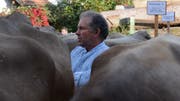 Im Element: Mathias Eggenberger weiss, worauf es bei einer guten Kuh ankommt. (Bild: Jessica Nigg)