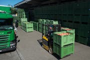 In grünen Kunstoff-Kisten verpackt werden die Äpfel in die Obsthalle Sursee transportiert. (Bild: Dominik Wunderli, 12. September 2019)