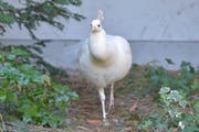 Der weisse, männliche Pfau ohne Namen stolziert durch sein Revier beim Familienzentrum. (Bild: Mario Testa)