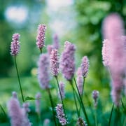 Bringt Farbe in unsere Wiesen: der Wiesenknöterich.(Bild: Getty)