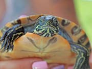 Die amerikanische Gelbwangen-Schmuckschildkröte fühlt sich wohl in Widnau. (Bild: Benjamin Schmid)