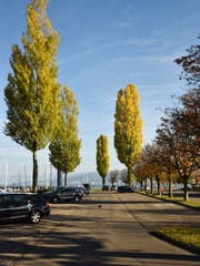 Der Hafendamm: Früher ein Kiesumschlagplatz, heute ein Parkplatz, künftig vielleicht eine Flaniermeile. (Bild: David Grob)