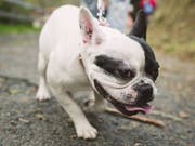 Die Hundesteuer soll im Kanton St. Gallen angehoben werden – erstmals seit 30 Jahren. (Bild: Imago)