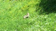 Das Bild zeigt den Wolf im hohen Gras im Gebiet Bostadel in Menzingen. Bild: PD