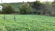 Die Pflöcke zeigen auf, wie viel Land das Einlaufbauwerk des Stollens beanspruchen würde. (Bilder: Andrea Häusler)