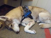 Der Husky hatte nur leichte Verletzungen erlitten. (Bild: pd)