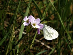 Schmetterling auf Blume. (Bild: Margrith Imhof-Röthlin, Meggen, 3. April 2019)