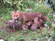 Wenn ein Fuchs Junge aufzieht, lässt er sich auch tagsüber blicken. (Bild: PD/Ursula Waldburger)