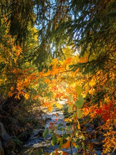Die Farben des Herbstes sind immer wieder herzerwärmend. (Bild: Jerome Bally (13. Oktober 2018))