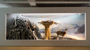 Bühnenbildnerin Steffi Wurster hat ein Museum in den Bregenzer Kulturraum Magazin 4 gebaut. (Bild: Heinz Holzmann)