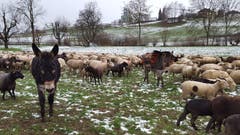 Zwei Esel begleiten eine grosse Schafherde in Gerligen. (Bild: Willy Birrer (13. Januar 2019))