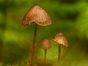 Nach langer Trockenheit kann der Waldboden das derzeitige Regenwetter gut vertragen. Und sobald es feucht wird, beginnen die Pilze zu spriessen. Die zierlichen Exemplare auf dem Bild taten das bei Abtwil. (Leserbild: Ingrid Zürcher - 15. Mai 2019)